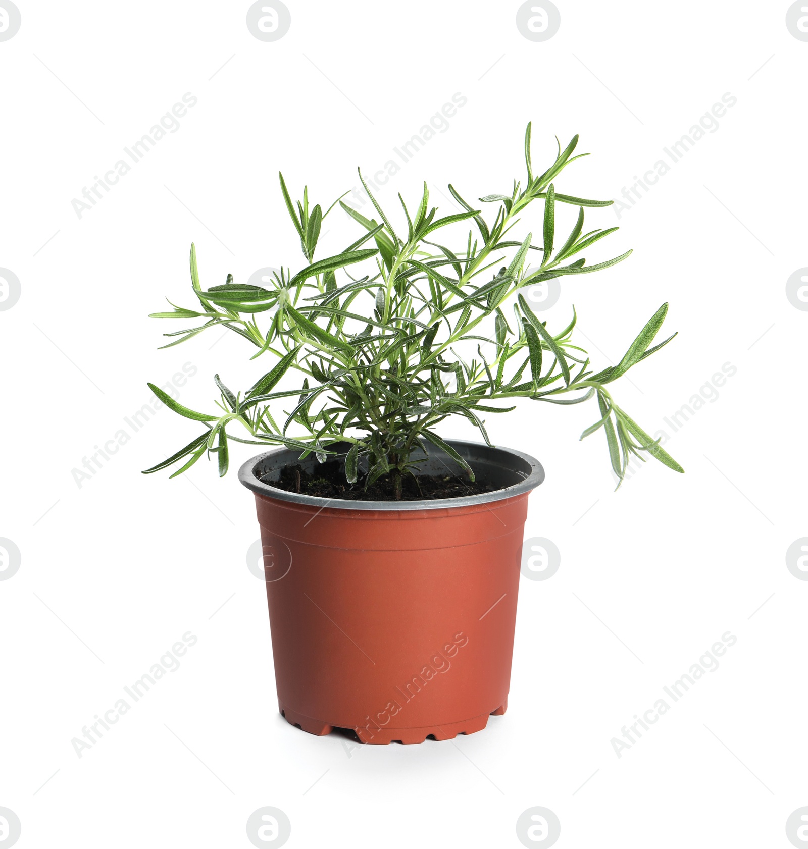 Photo of Aromatic green rosemary in pot isolated on white