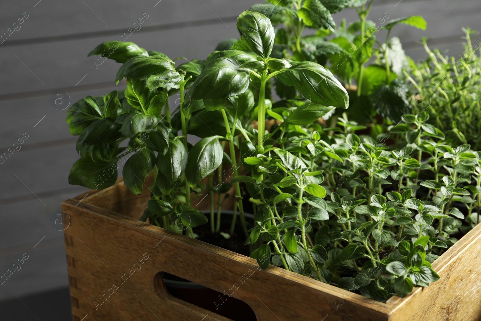 Photo of Different aromatic potted herbs in wooden crate, closeup