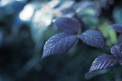 Image of Beautiful plant growing outdoors, closeup. Blue tone