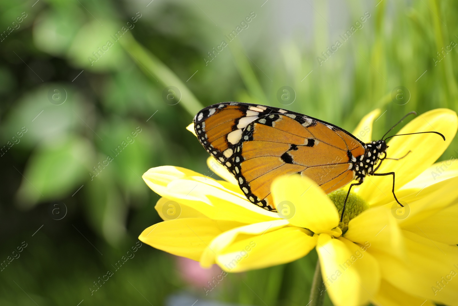 Photo of Beautiful painted lady butterfly on flower in garden