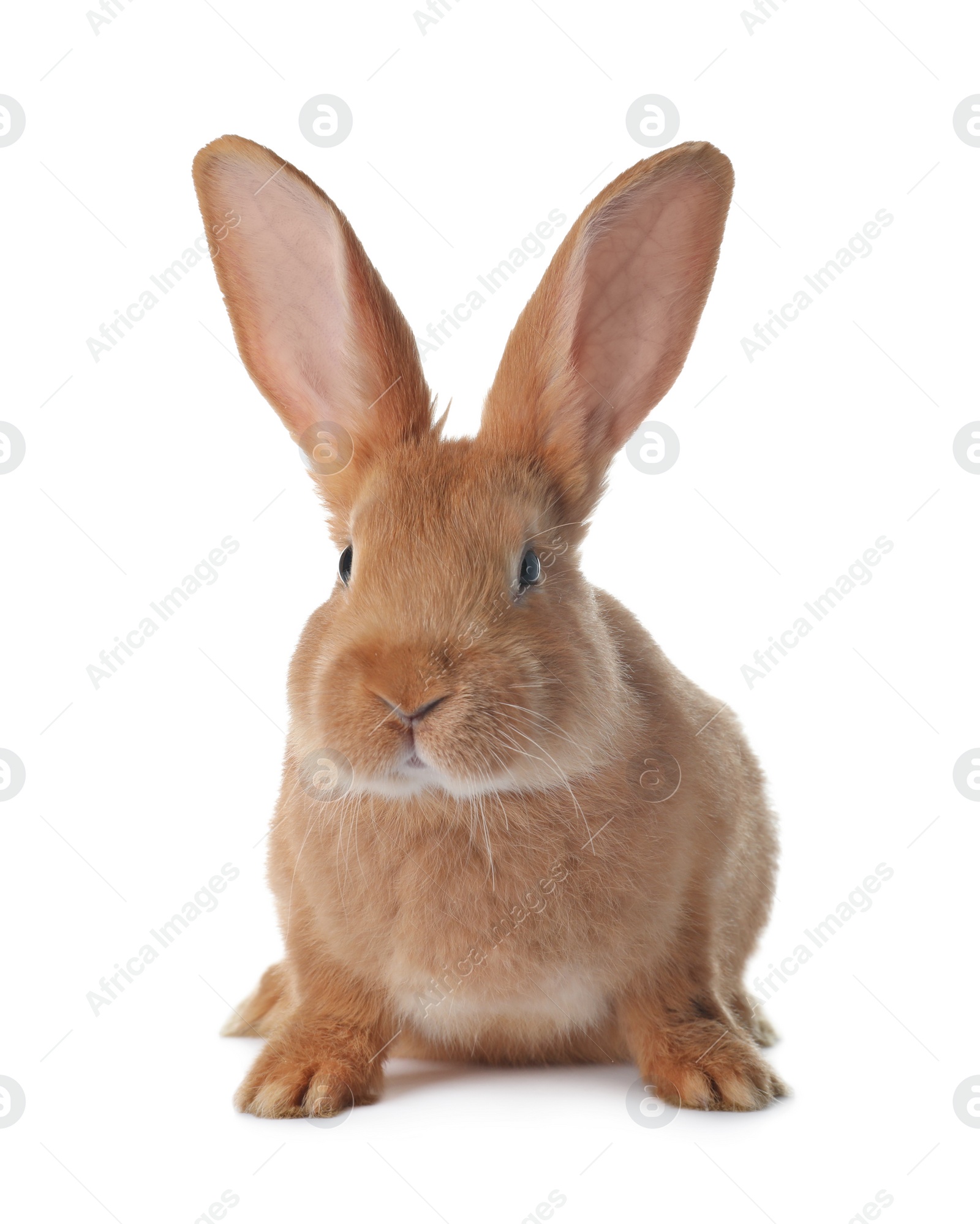 Photo of Cute bunny isolated on white. Easter symbol