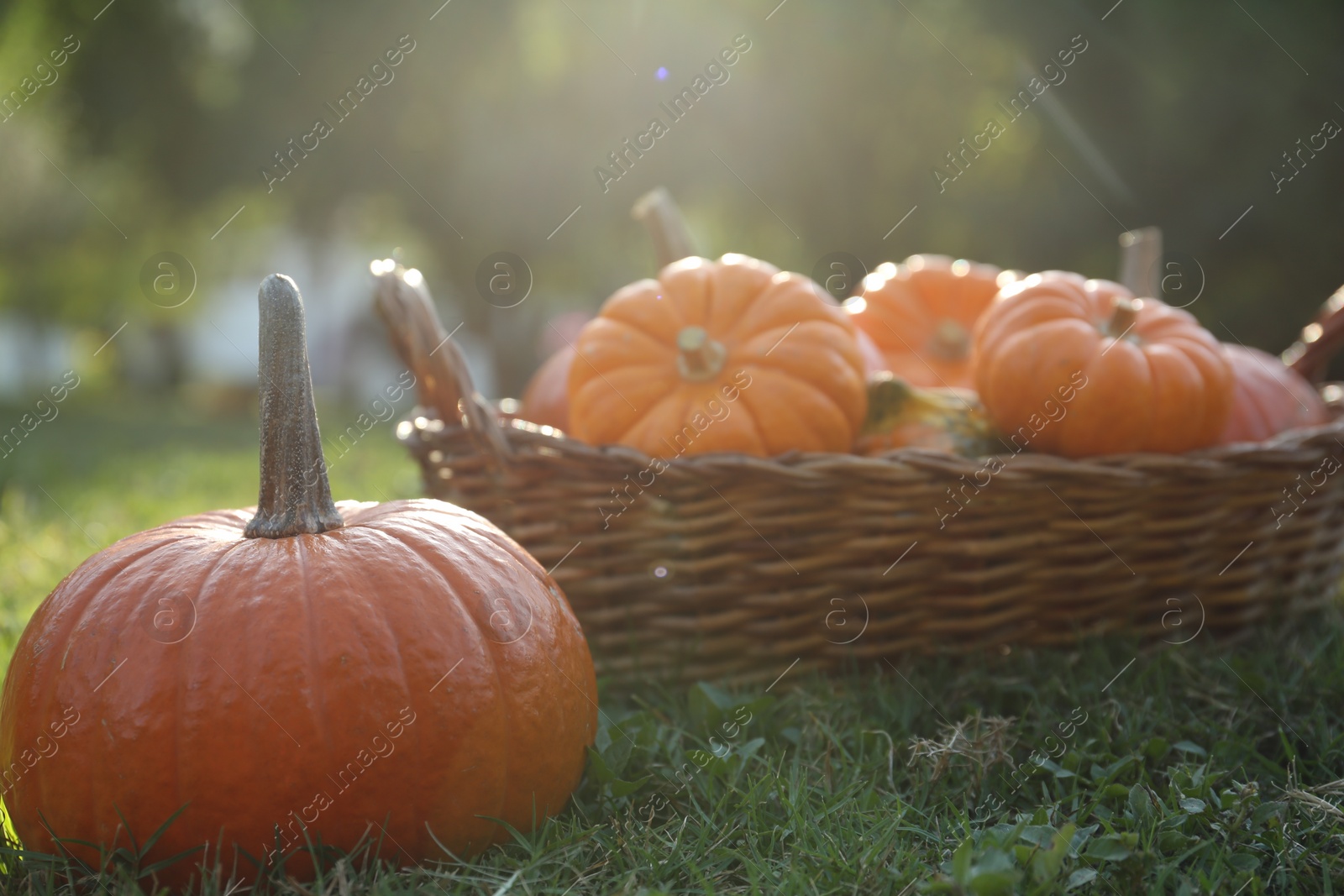 Photo of Fresh ripe orange pumpkins on green grass, space for text
