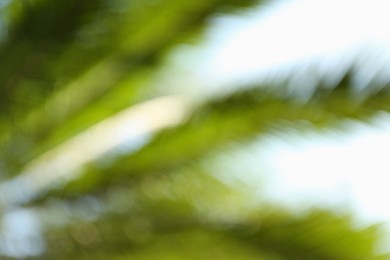 Blurred view of palm leaves on sunny day outdoors. Bokeh effect