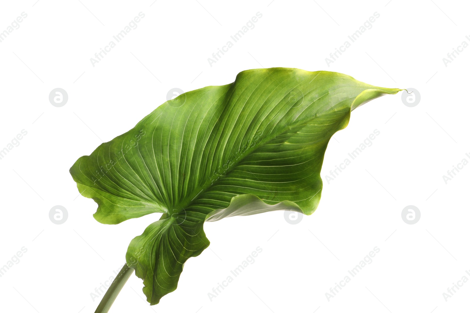 Photo of Beautiful green calla lily leaf on white background