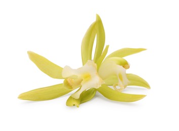 Yellow vanilla orchid flowers isolated on white