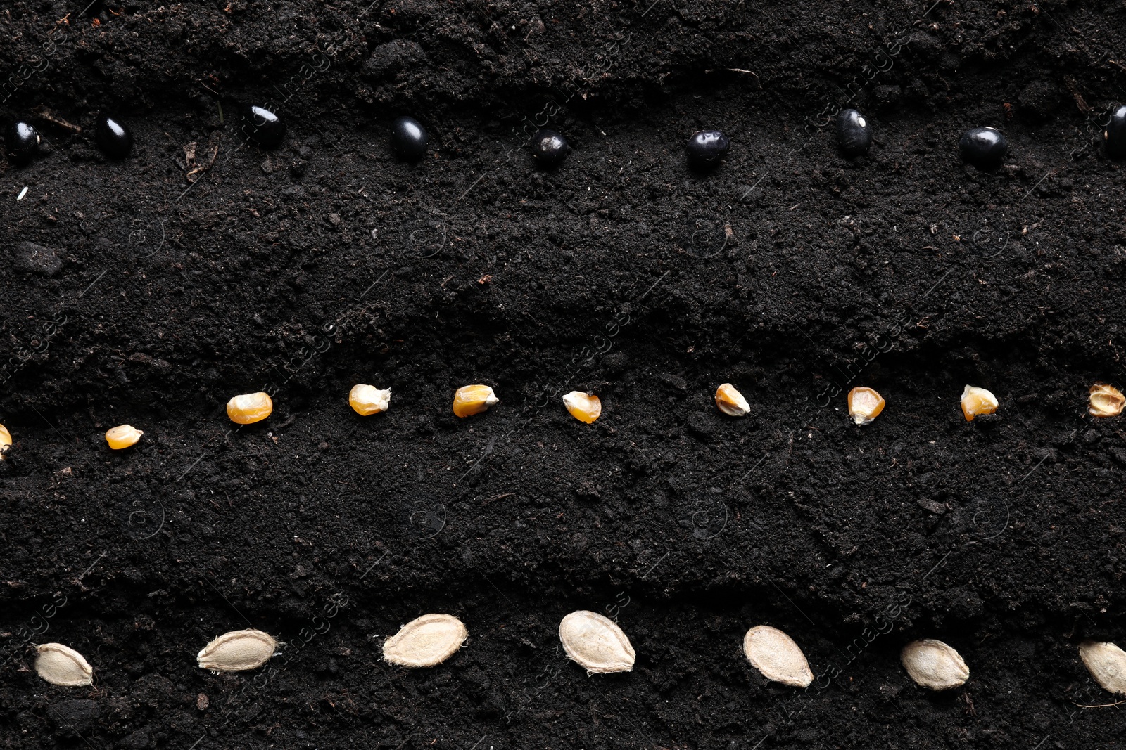 Photo of Different seeds on fertile soil, flat lay. Vegetables growing