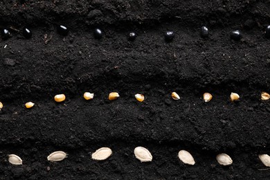 Photo of Different seeds on fertile soil, flat lay. Vegetables growing