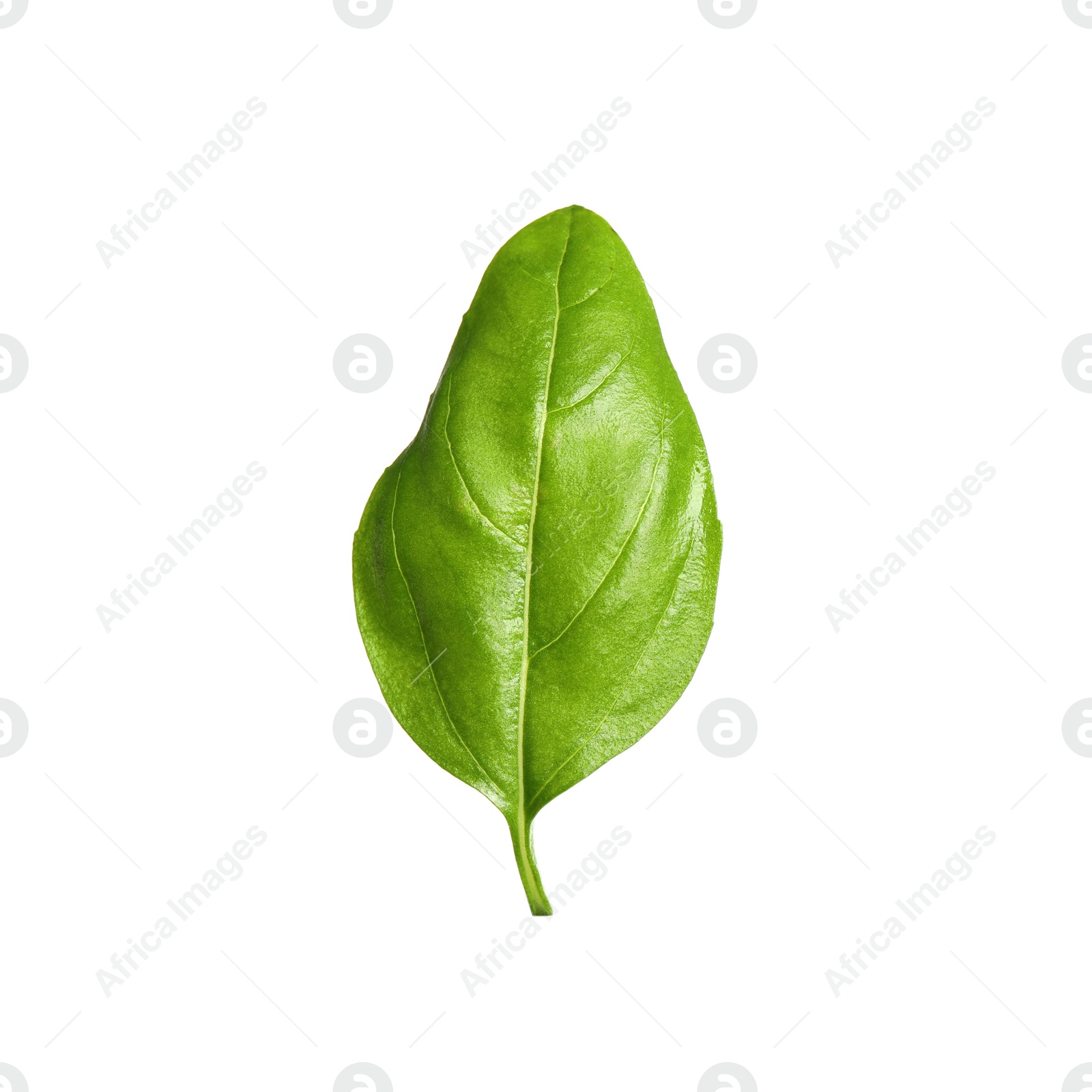 Photo of Fresh green basil leaf isolated on white