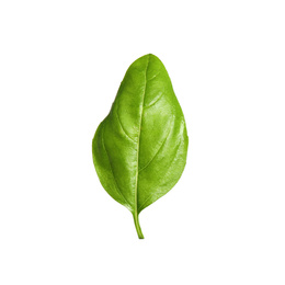 Fresh green basil leaf isolated on white