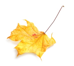 Photo of Beautiful autumn leaf on white background. Fall foliage