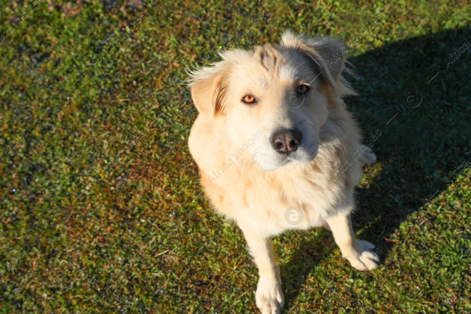 Photo of Adorable dog sitting on green grass, above view