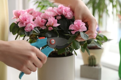 Woman cutting house plant branch with pruner indoors, closeup