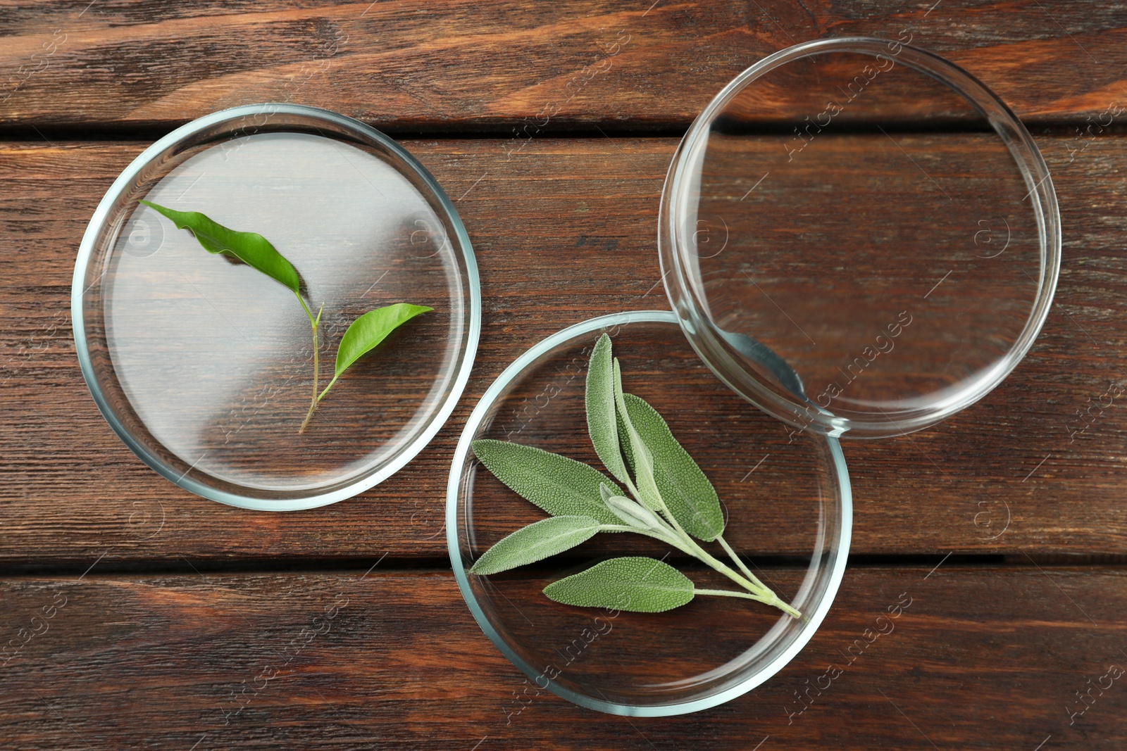 Photo of Flat lay composition with Petri dishes and plants on wooden table