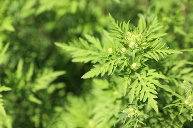 Photo of Blooming ragweed plant (Ambrosia genus) outdoors, top view with space for text. Seasonal allergy