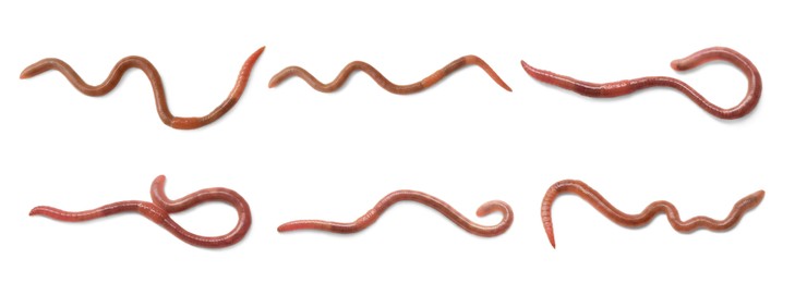 Image of Set with many worms isolated on white