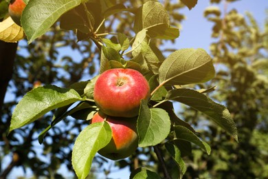 Apple tree with fresh and ripe fruits on sunny day, closeup