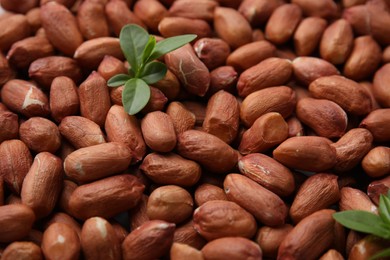 Photo of Many fresh unpeeled peanuts and leaves as background, closeup