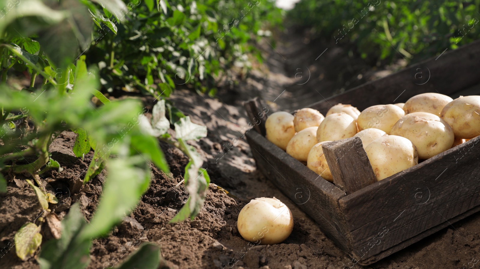 Photo of Wooden crate with raw potatoes in field
