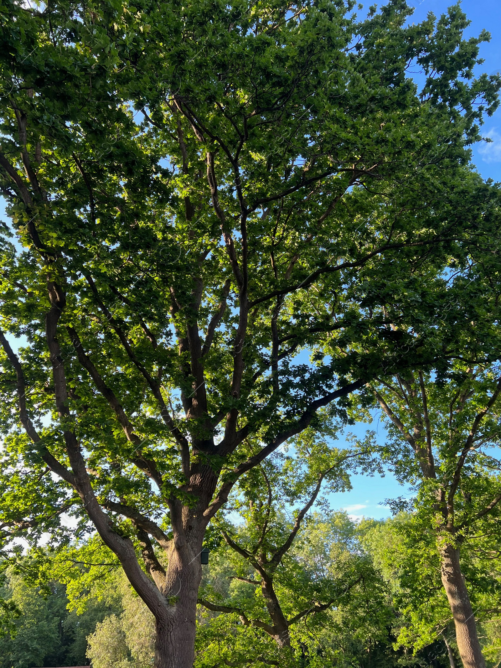 Photo of Beautiful green trees in park on sunny day