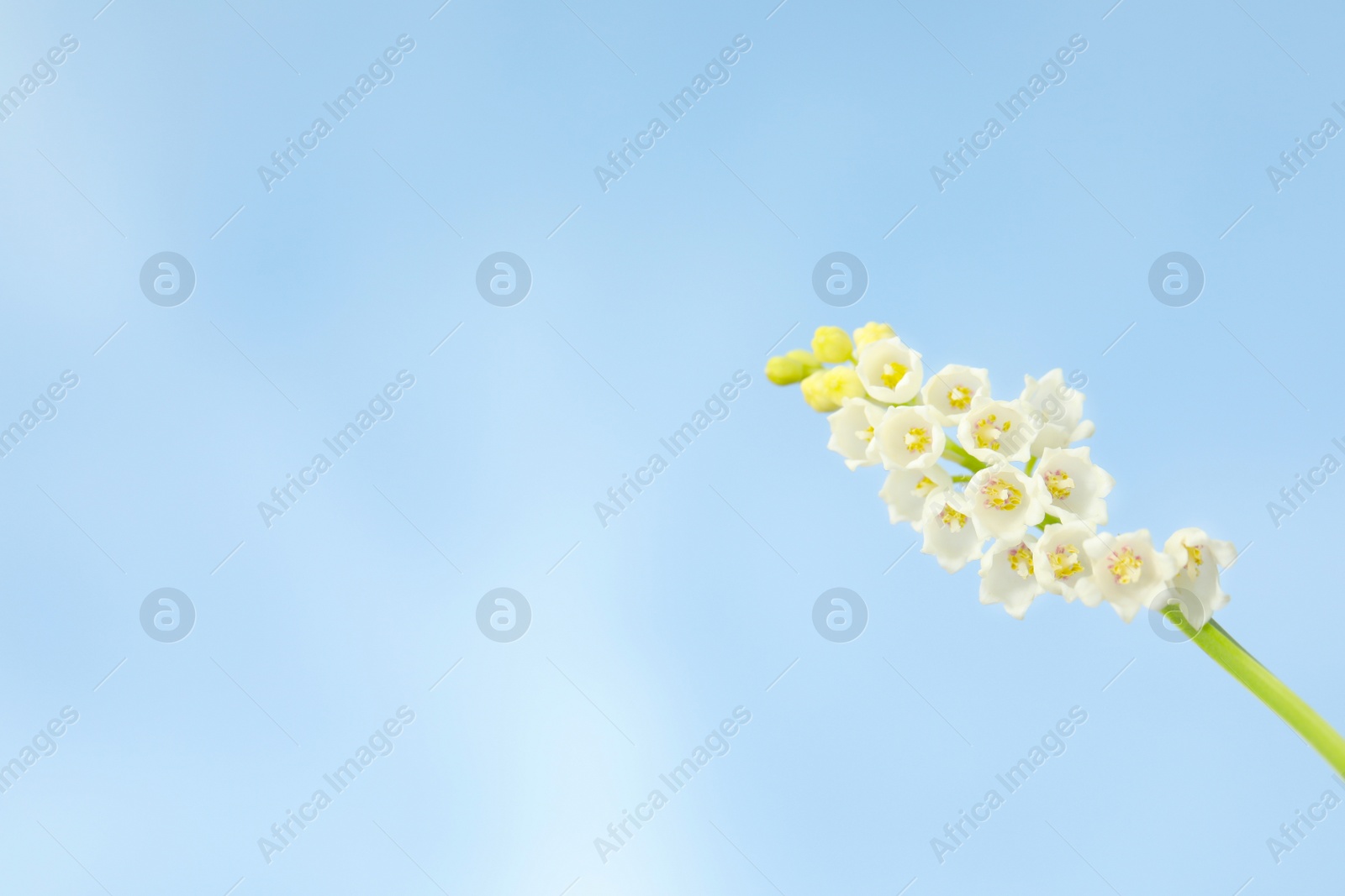 Photo of Beautiful lily of the valley against blue sky, closeup. Space for text