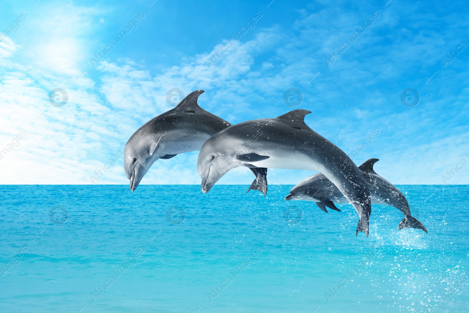 Image of Beautiful bottlenose dolphins jumping out of sea with clear blue water on sunny day 