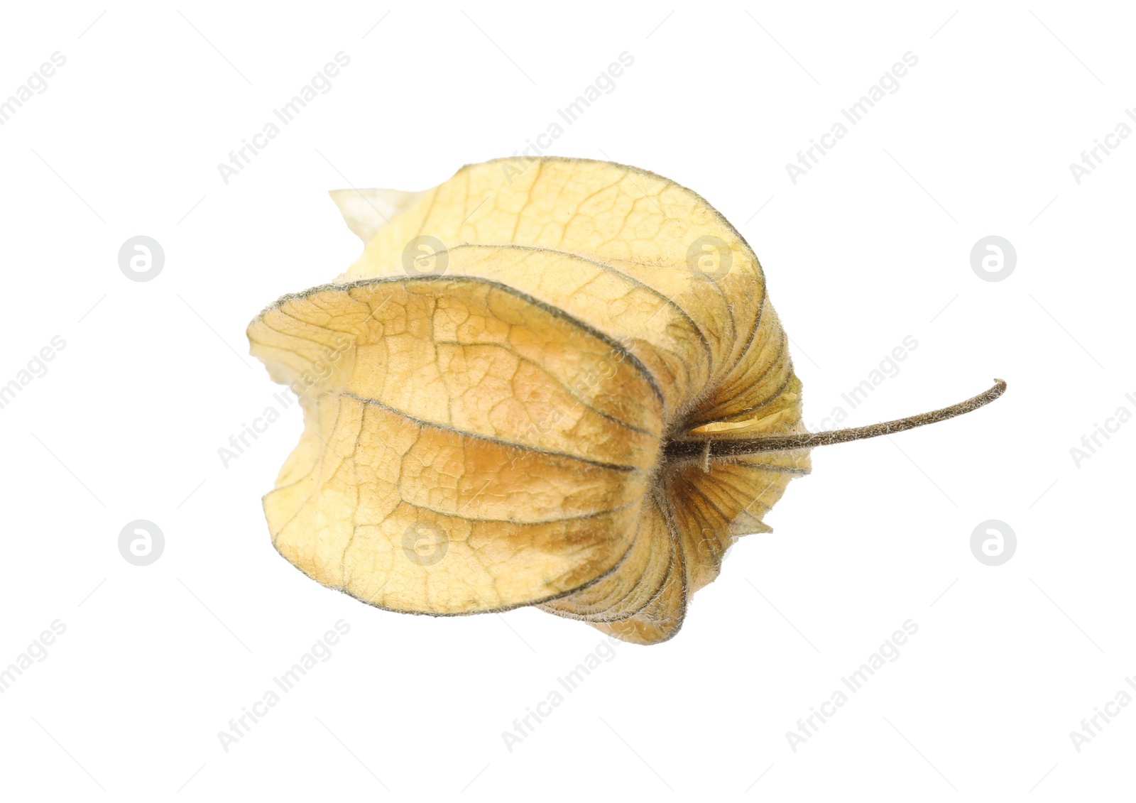 Photo of Ripe physalis fruit with calyx isolated on white