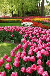 Photo of Many different beautiful tulip flowers in park. Spring season