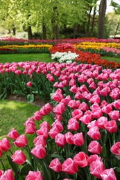 Many different beautiful tulip flowers in park. Spring season