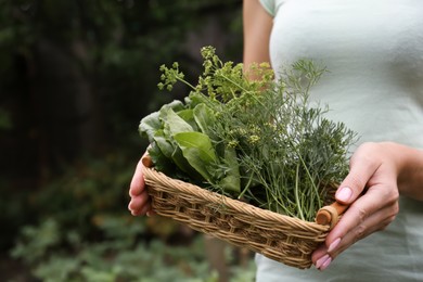 Photo of Woman holding wicker basket with fresh green herbs outdoors, closeup