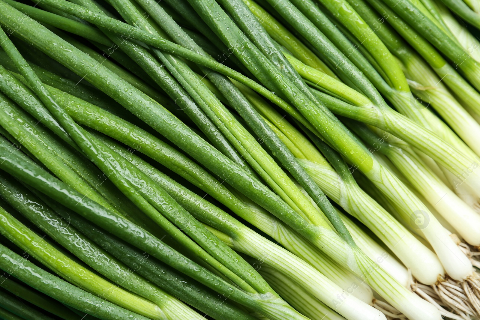 Photo of Fresh green spring onions as background, closeup