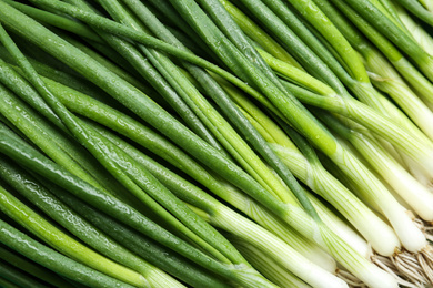 Fresh green spring onions as background, closeup