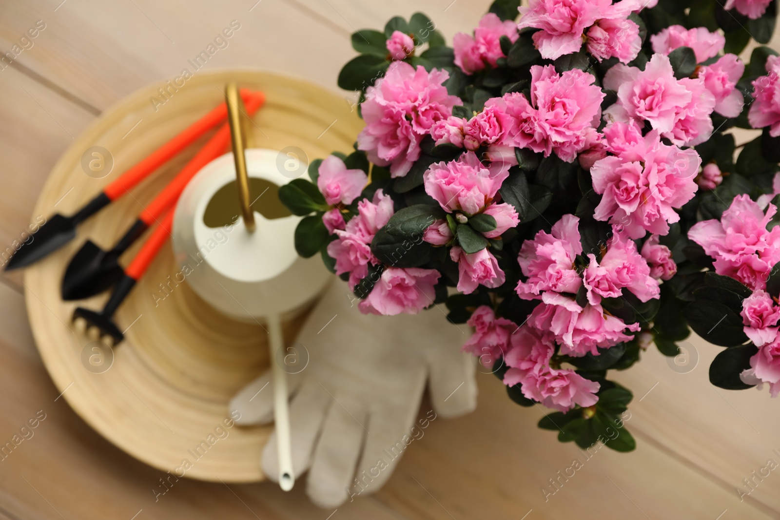 Photo of Beautiful house plant and gardening tools on wooden table, flat lay