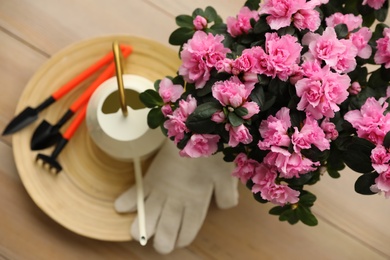 Beautiful house plant and gardening tools on wooden table, flat lay