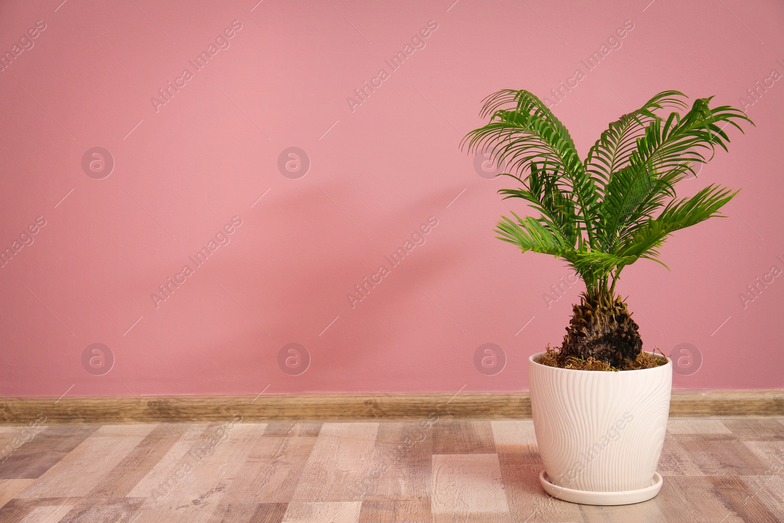 Photo of Tropical palm tree with green leaves in flowerpot against color wall indoors