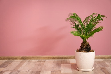 Tropical palm tree with green leaves in flowerpot against color wall indoors