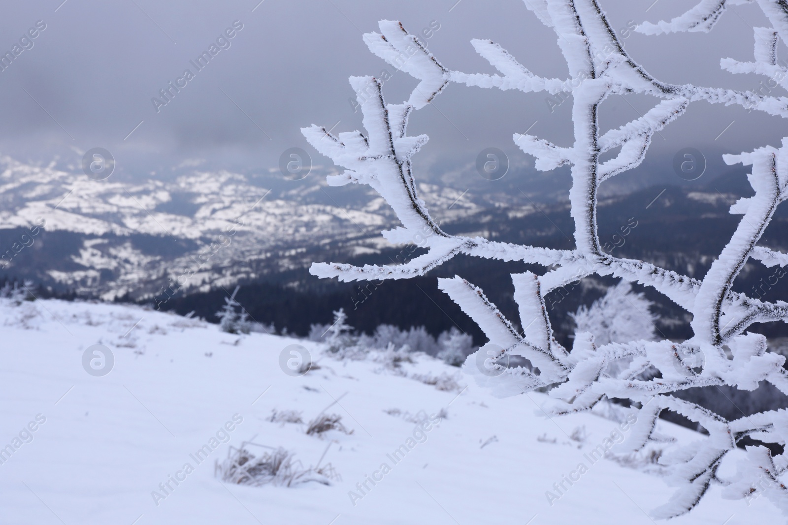 Photo of Beautiful view of tree branches covered with snow in mountains on winter day, closeup. Space for text