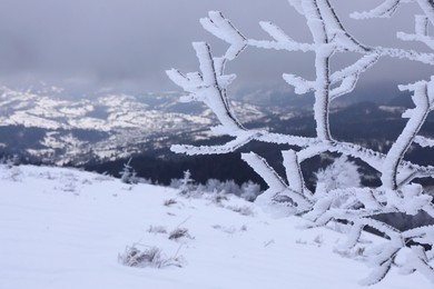 Photo of Beautiful view of tree branches covered with snow in mountains on winter day, closeup. Space for text