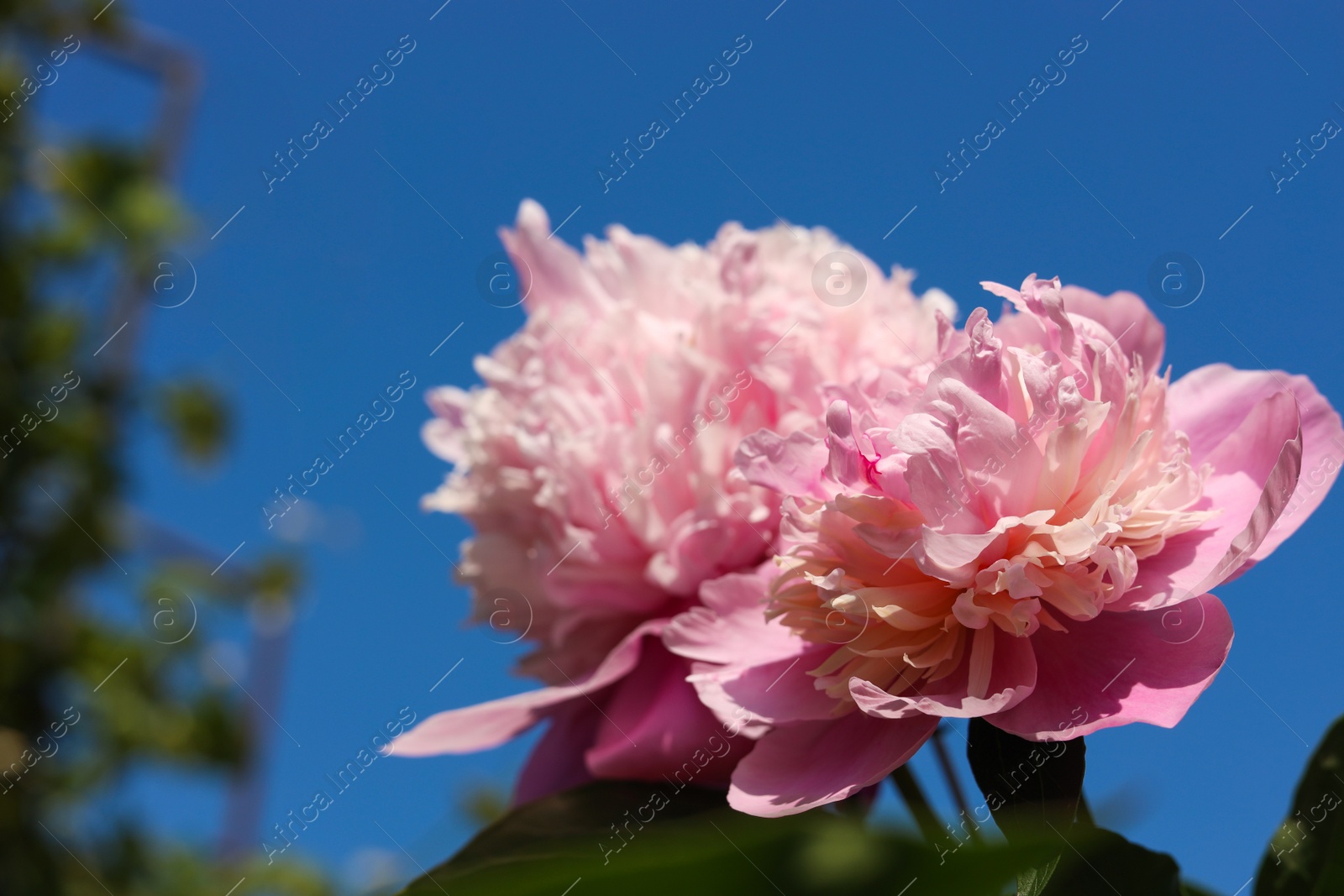 Photo of Wonderful pink peonies in garden against sky, closeup. Space for text