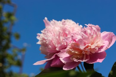Wonderful pink peonies in garden against sky, closeup. Space for text