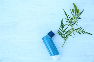 Photo of Ragweed (Ambrosia) branch and inhaler on blue wooden table, flat lay with space for text. Seasonal allergy