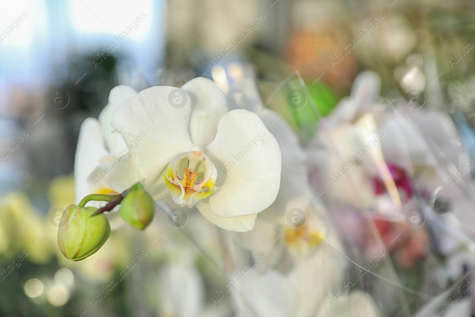 Photo of Beautiful blooming tropical orchid in store, closeup. Space for text