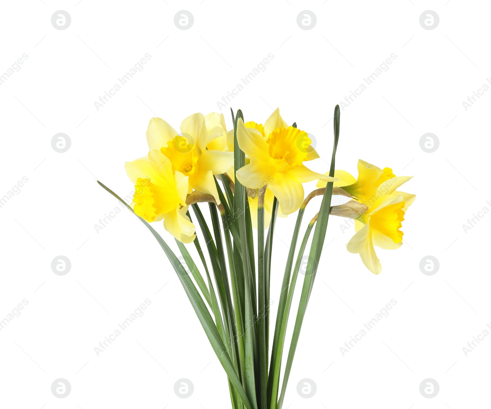 Photo of Bouquet of daffodils on white background. Fresh spring flowers