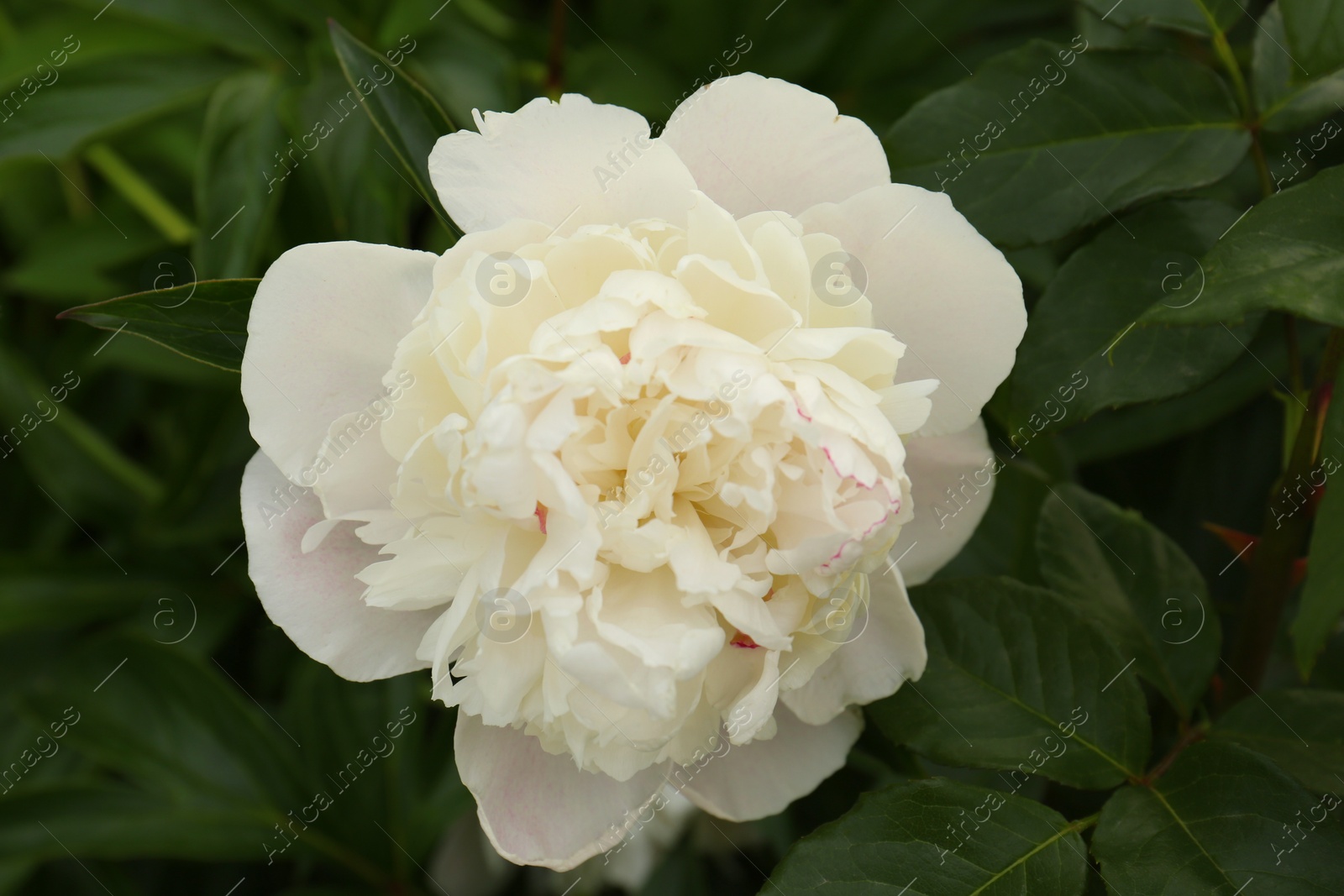 Photo of Beautiful blooming white peony growing in garden, closeup