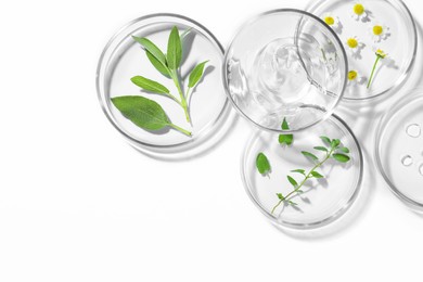 Petri dishes with different plants and cosmetic products on white background, top view. Space for text