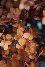Photo of Beautiful dried hortensia flowers on light background, closeup