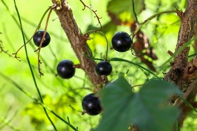 Ripe blackcurrants growing on bush outdoors, closeup