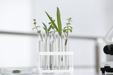 Photo of Laboratory glassware with different plants on table against blurred background. Chemistry research