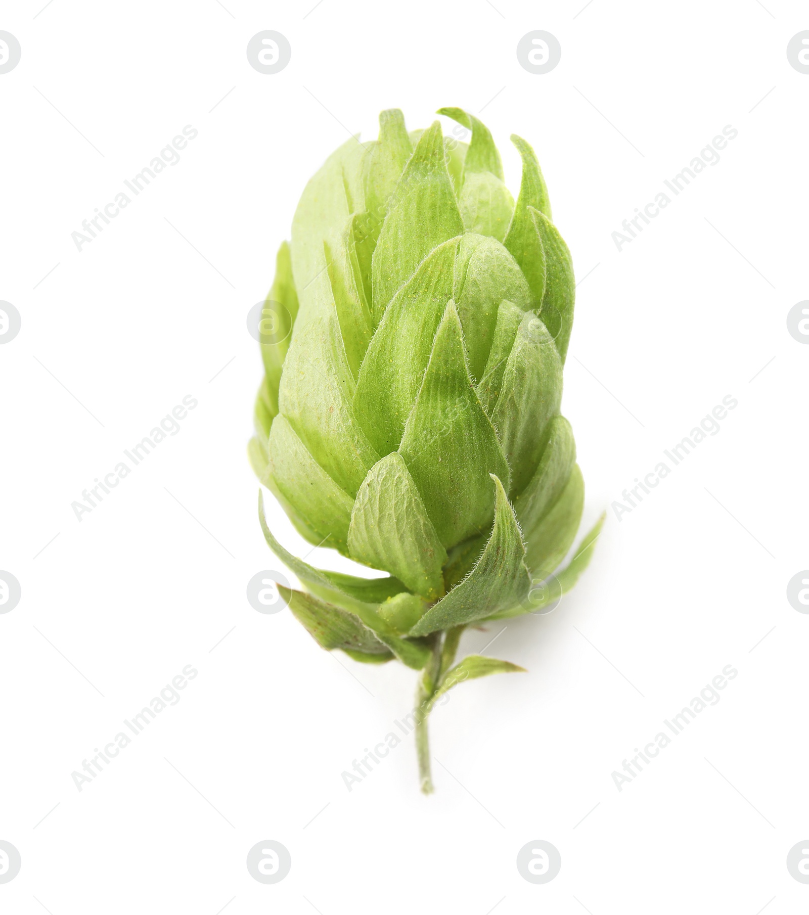 Photo of Fresh green hop on white background. Beer production