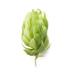 Photo of Fresh green hop on white background. Beer production