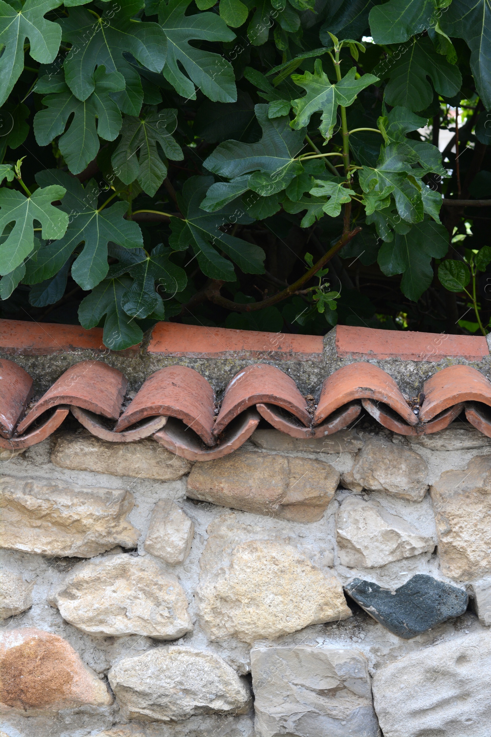 Photo of Green tree near old stone wall with red roof tiles outdoors